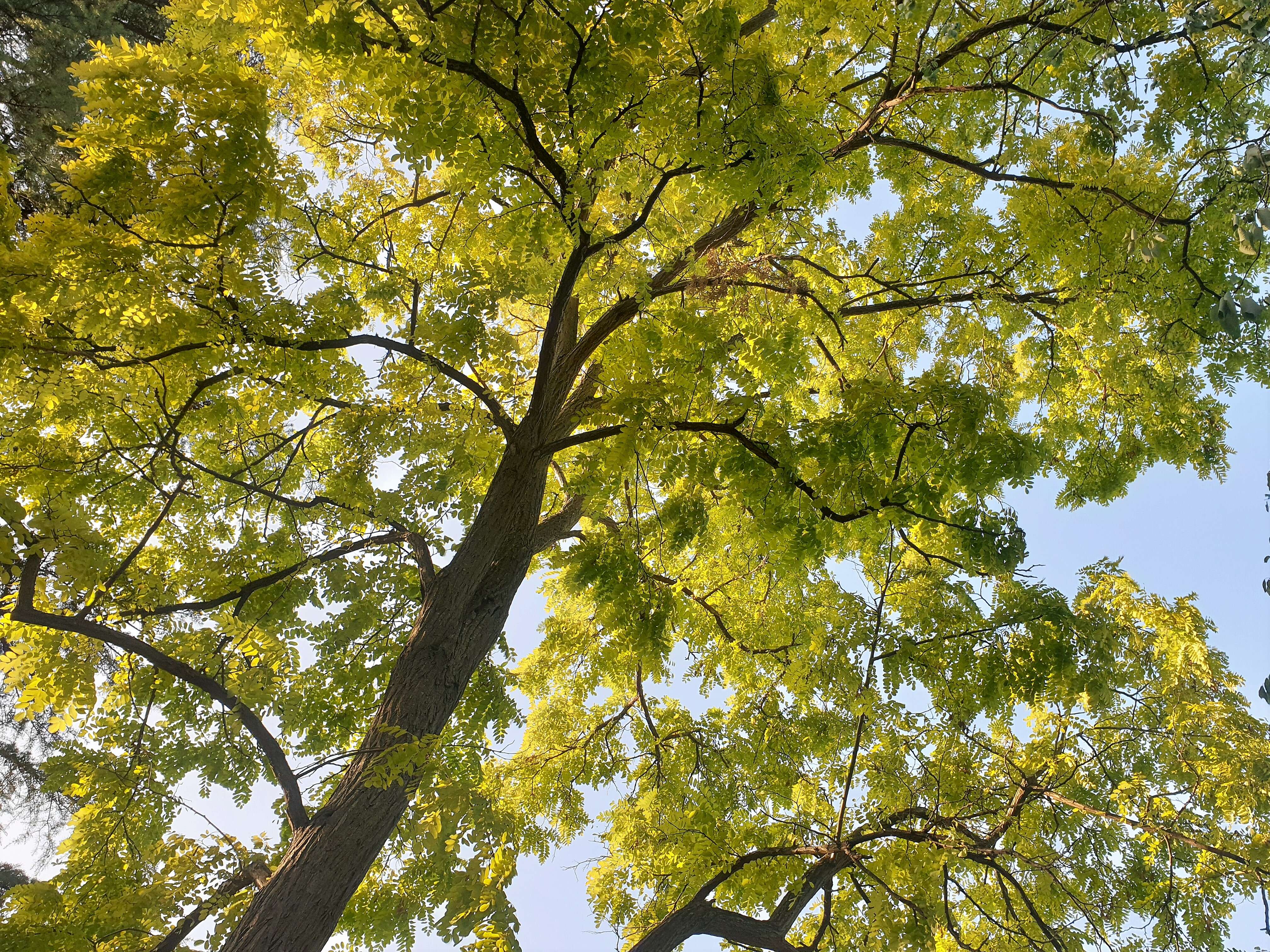 Image of black locust