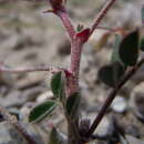 Imagem de Astragalus aquilonius (Barneby) Barneby