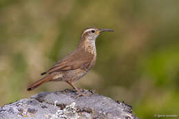 Image of Patagonian Forest Earthcreeper