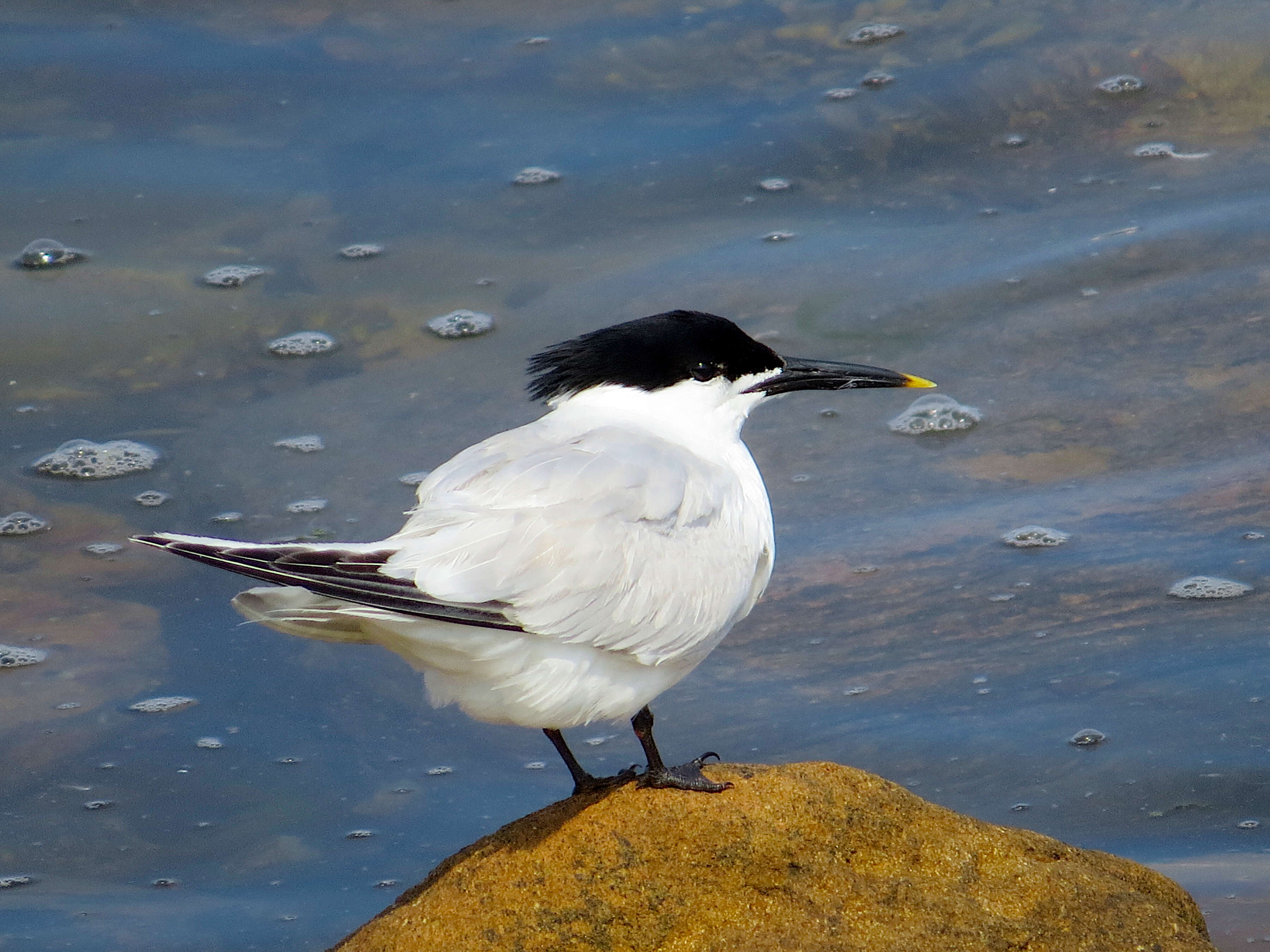 Image of Sandwich Tern