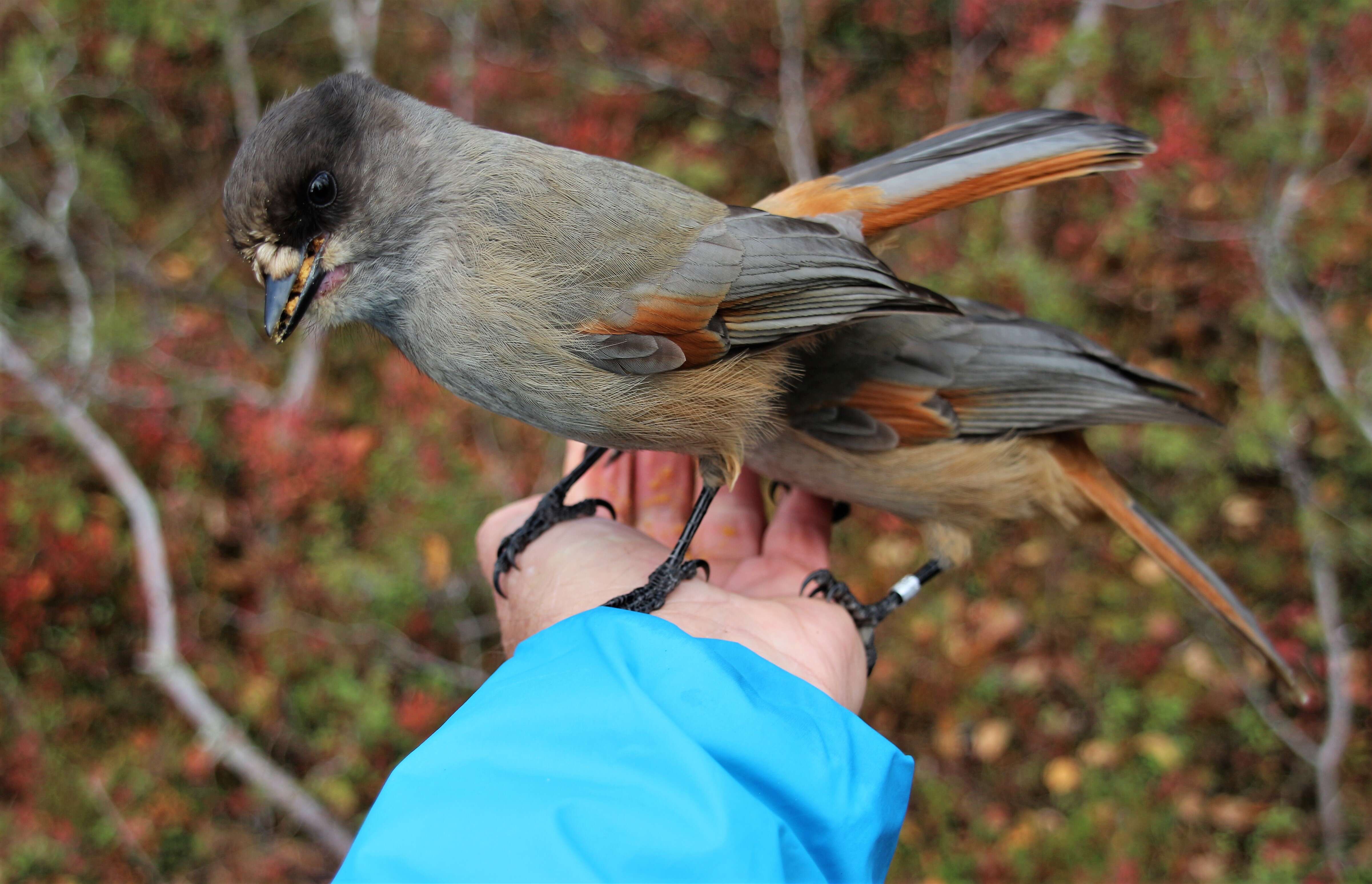 Image of Siberian Jay