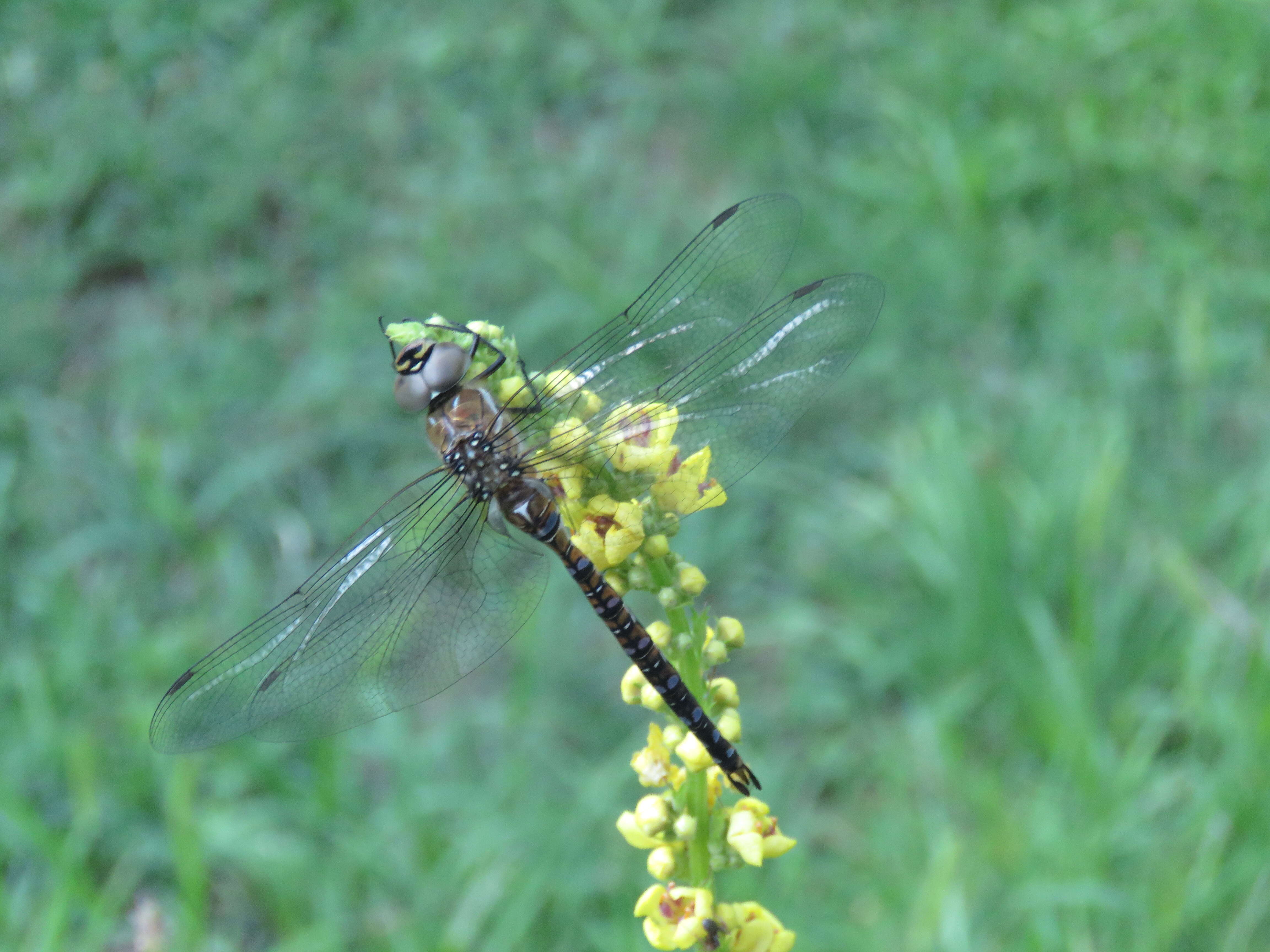 Image of Migrant Hawker