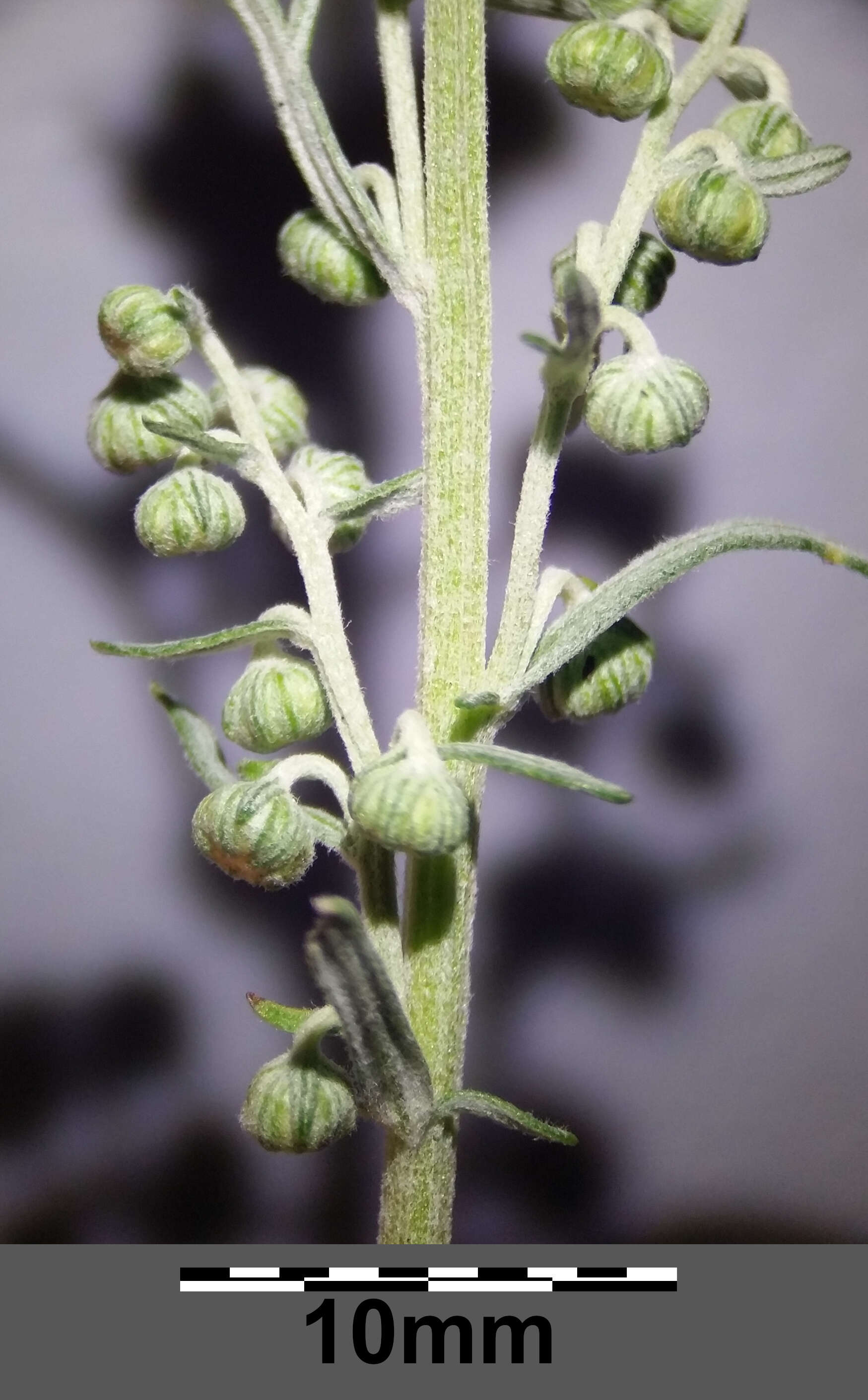 Image of Roman wormwood