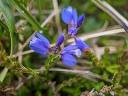 Image of Common Milkwort