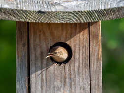 Image of House Wren