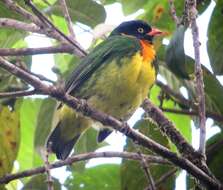 Image of Orange-breasted Fruiteater