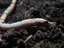 Image of Roughridge pipefish