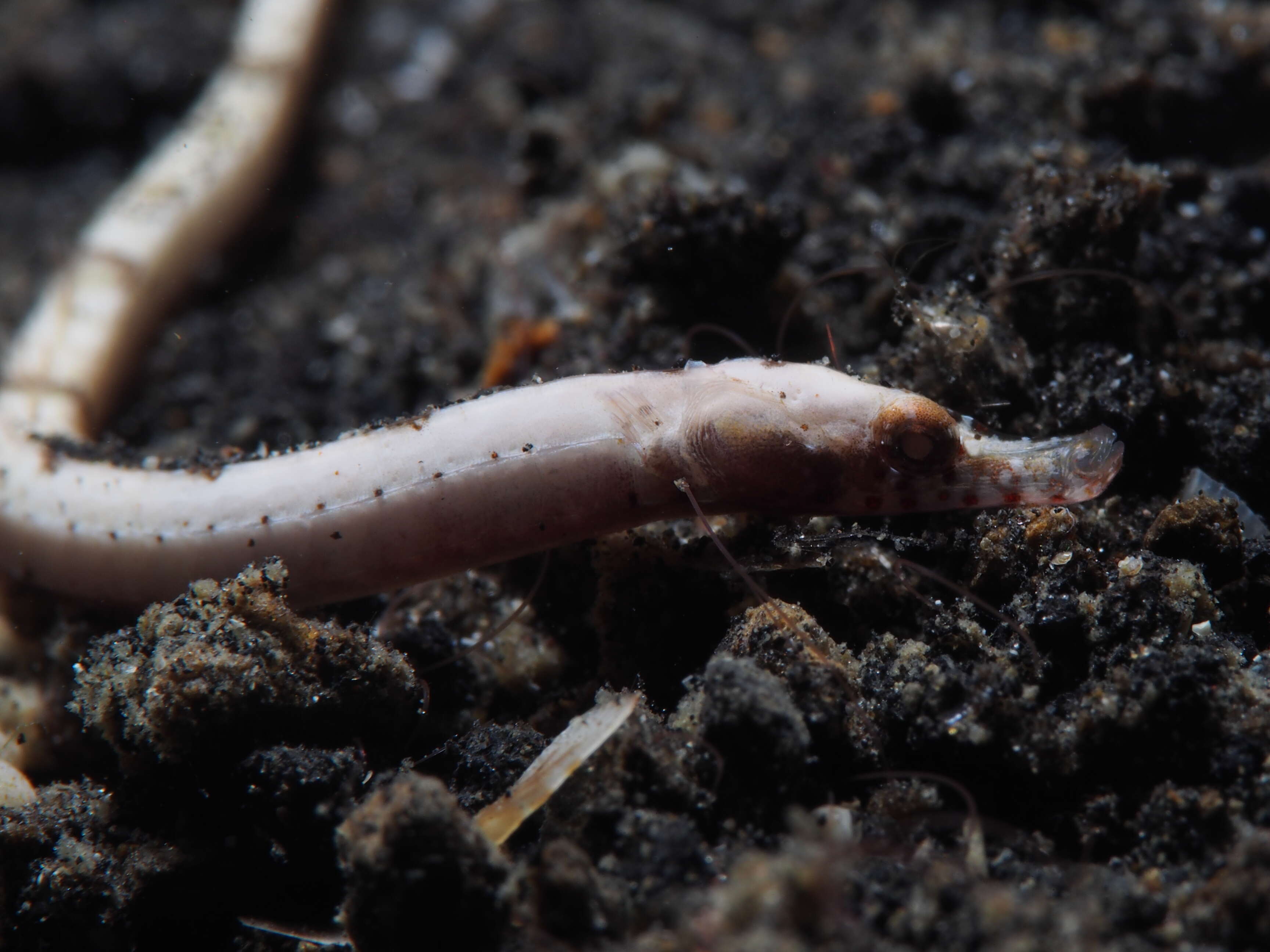 Image of Roughridge pipefish