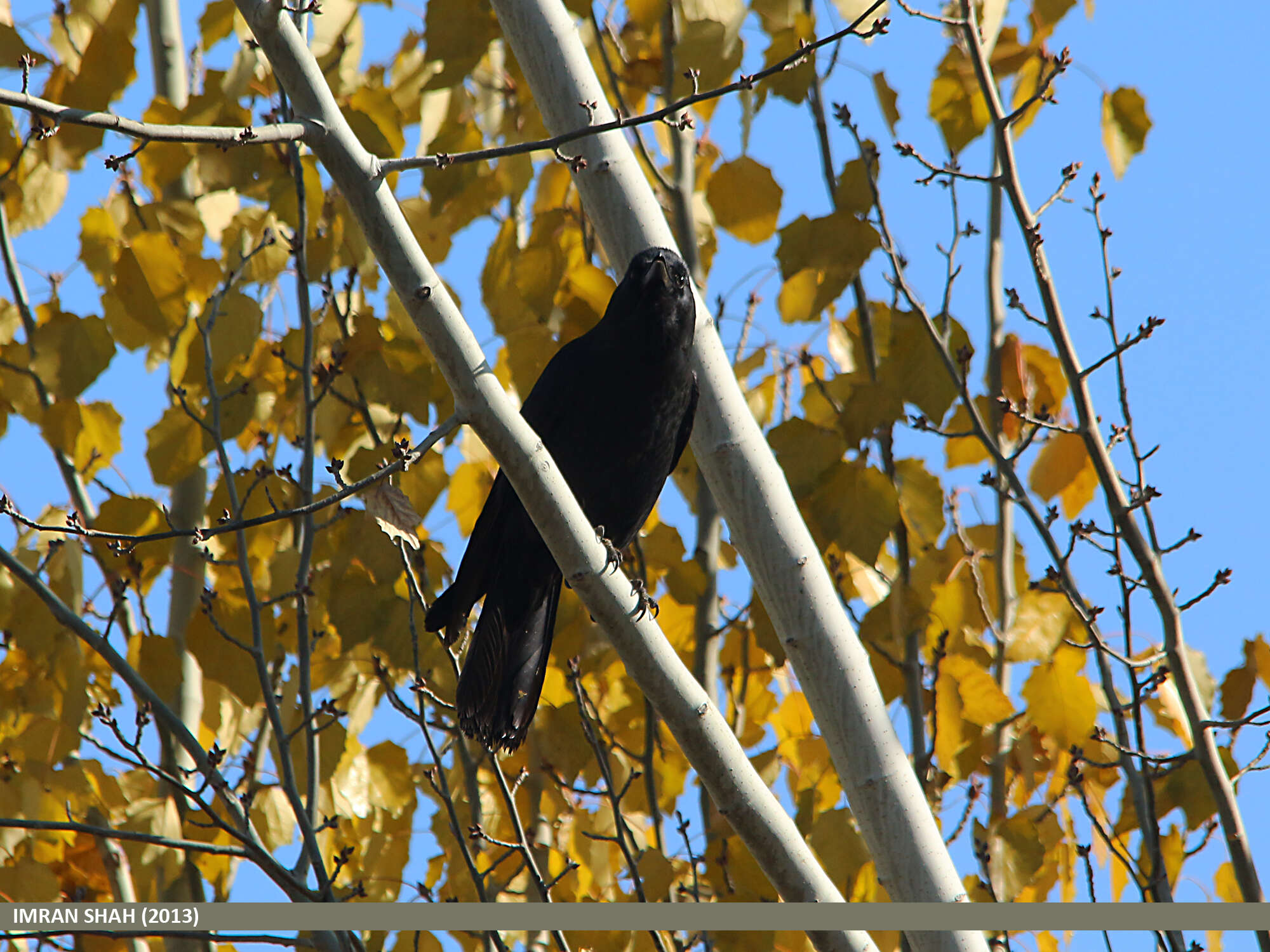 Imagem de Corvus macrorhynchos Wagler 1827