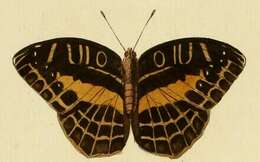 صورة Acraea circeis Drury 1782