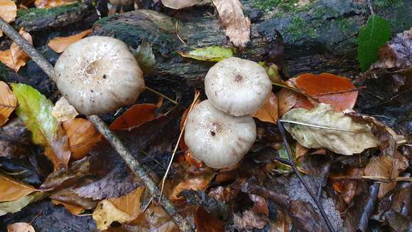 صورة Armillaria novae-zelandiae (G. Stev.) Boesew. 1977