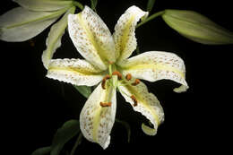 Lilium auratum Lindl. resmi