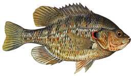 Image of Redear Sunfish