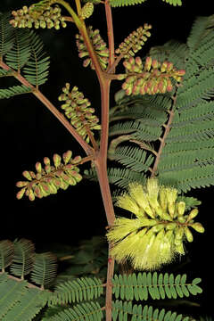 Image of plume albizia