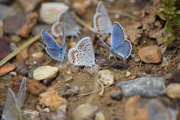 Image of Plebejus melissa