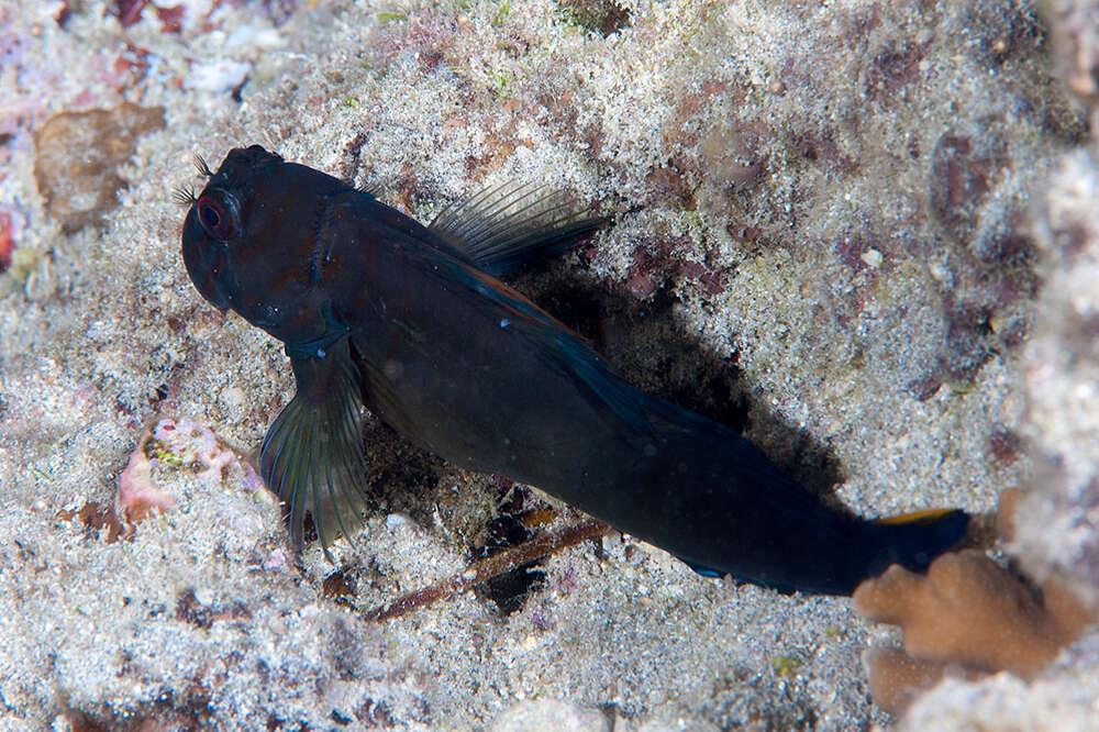 Image of Chestnut Blenny