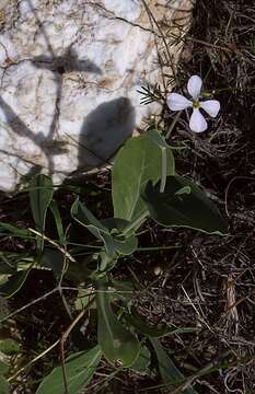 Image de Moricandia arvensis (L.) DC.