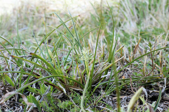 Image of Asian shortstem sedge