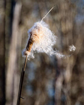 Image of Bulrush