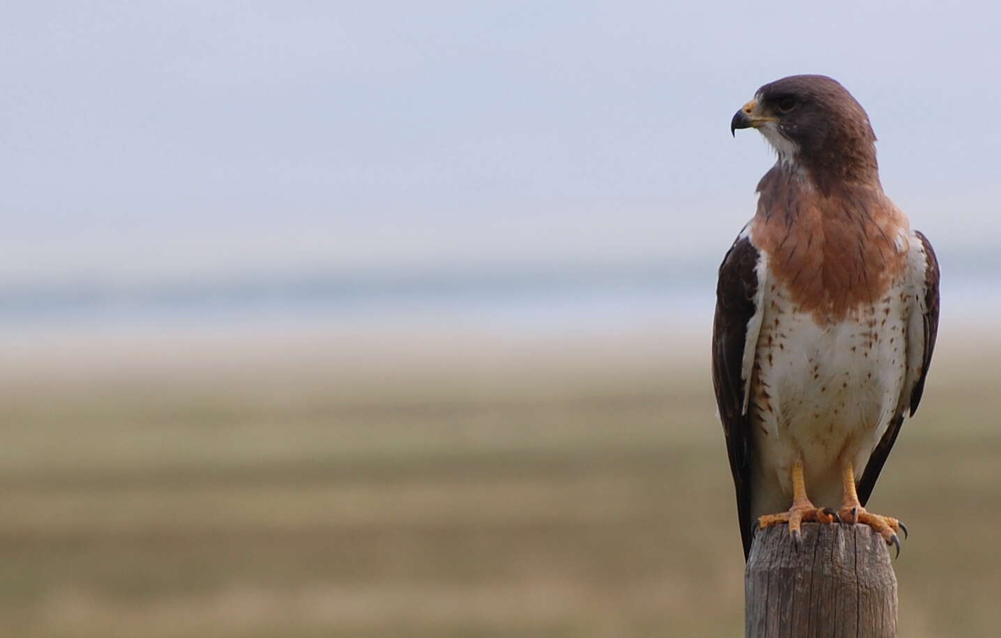 Image of Swainson's Hawk