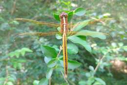 Image de Libellula flavida Rambur 1842