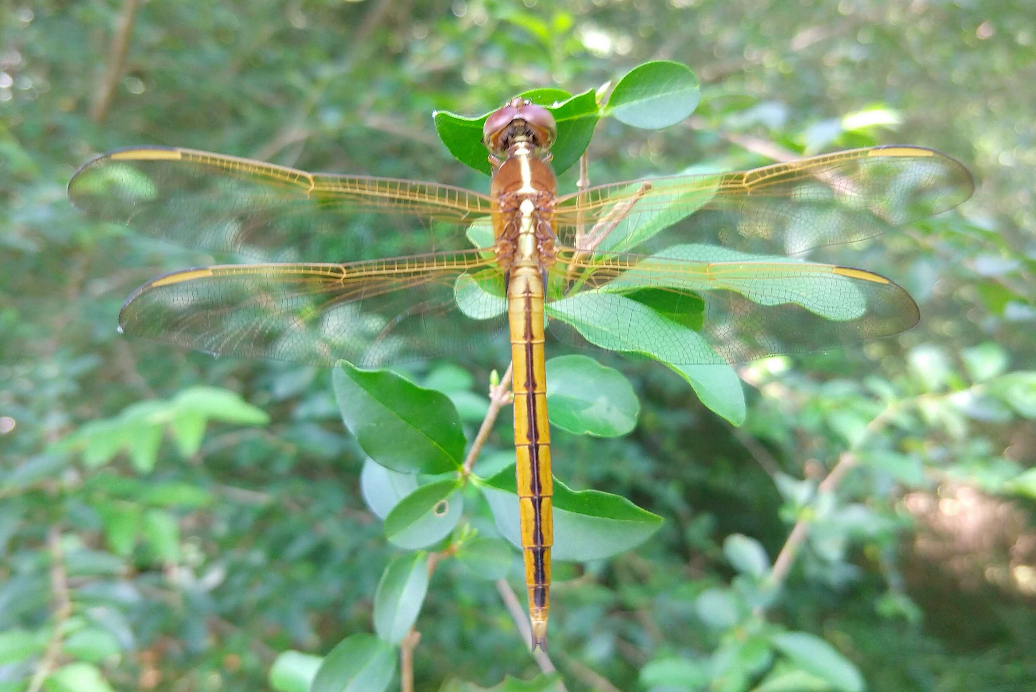 Image de Libellula flavida Rambur 1842