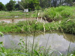 Image of Johnson grass