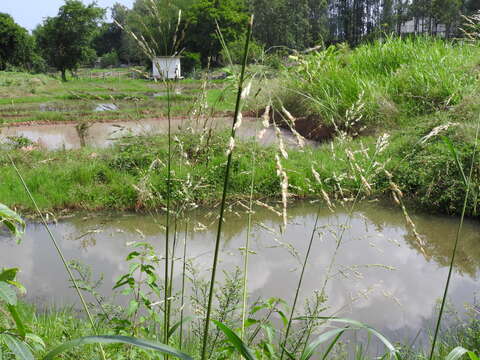 Image of Johnson grass