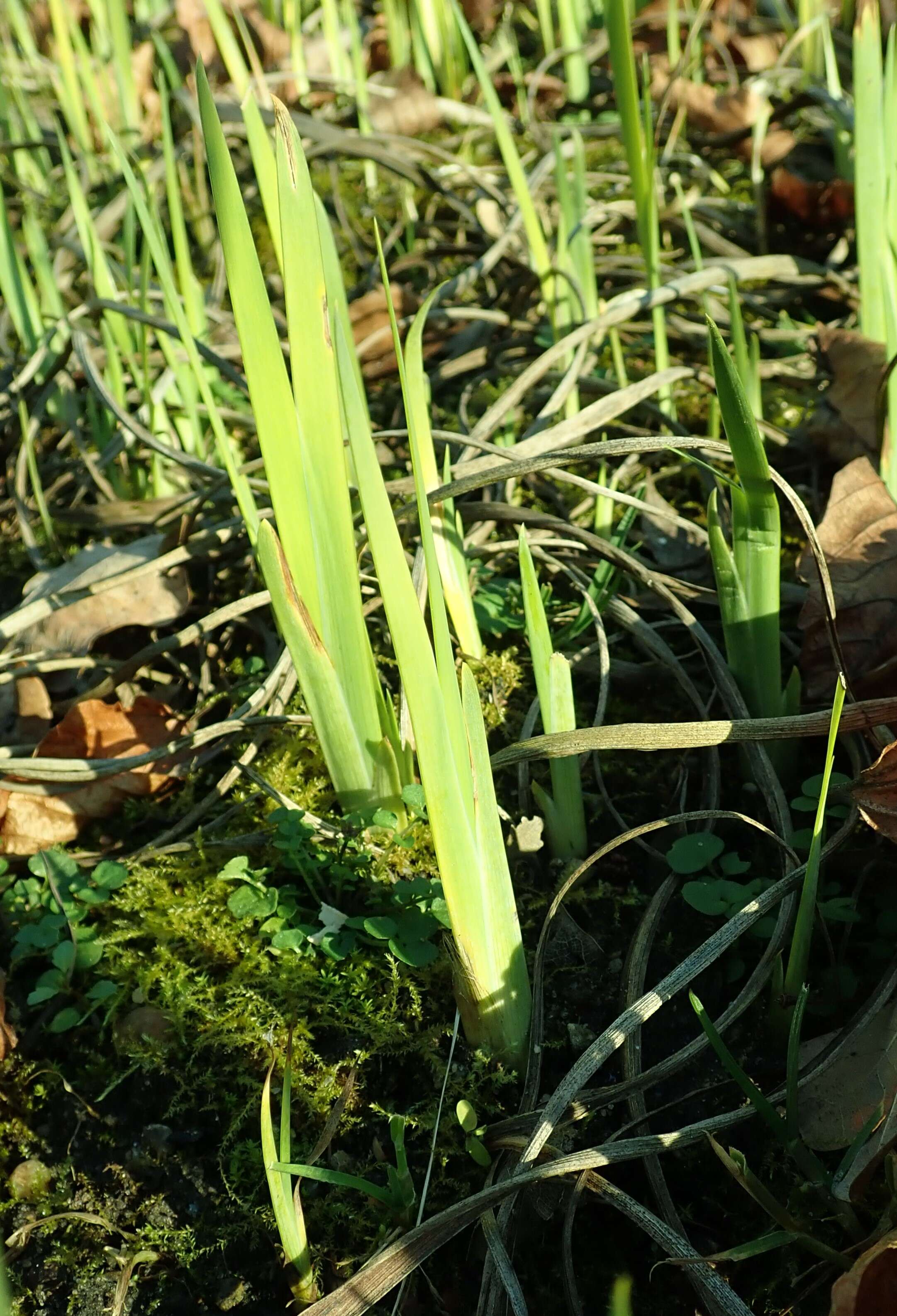 Sivun Iris crocea Jacquem. ex R. C. Foster kuva