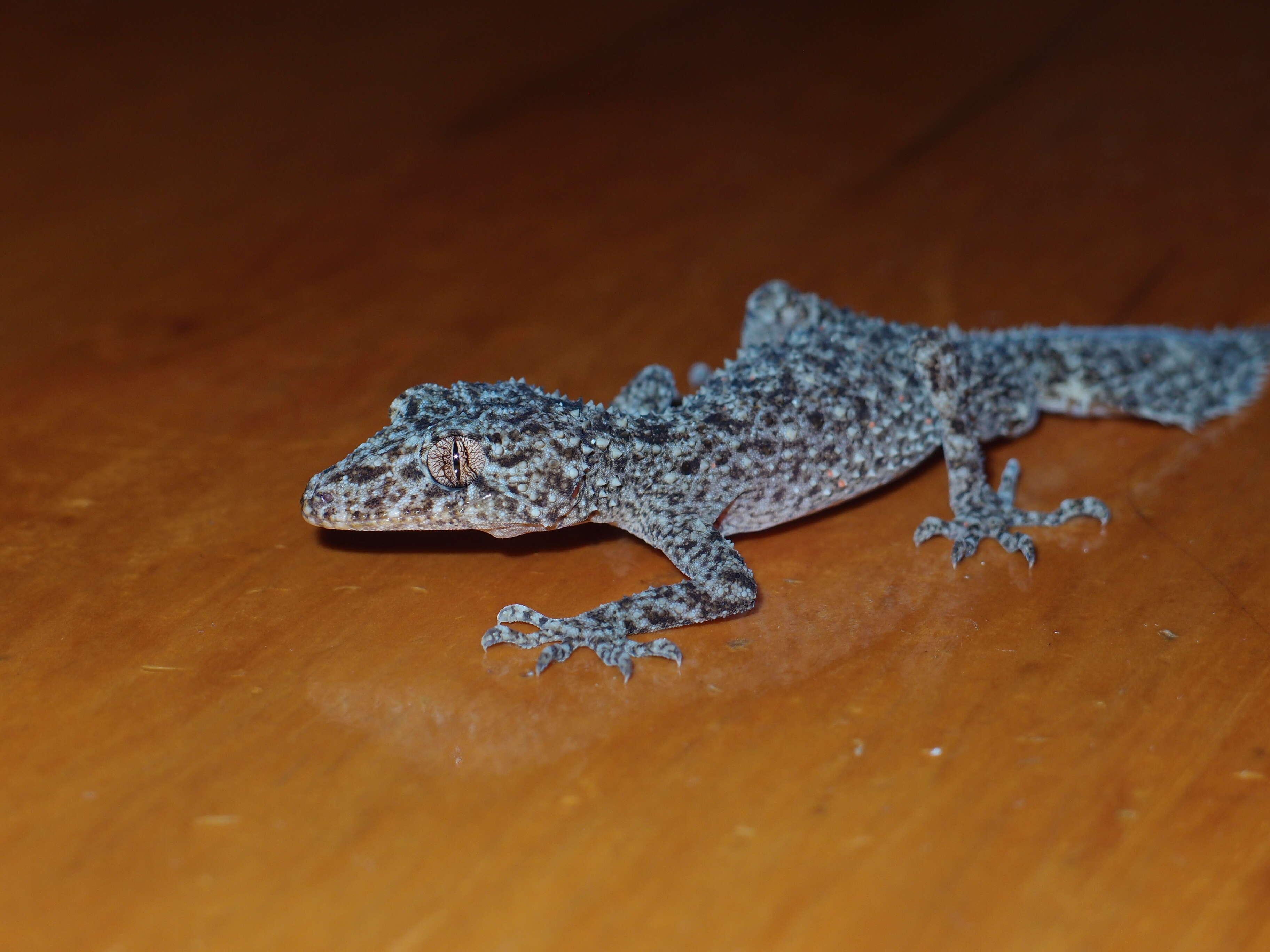 Image of Broad-tailed Gecko