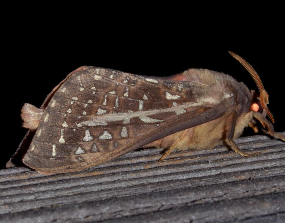 Image of Oxycanus australis Walker 1856