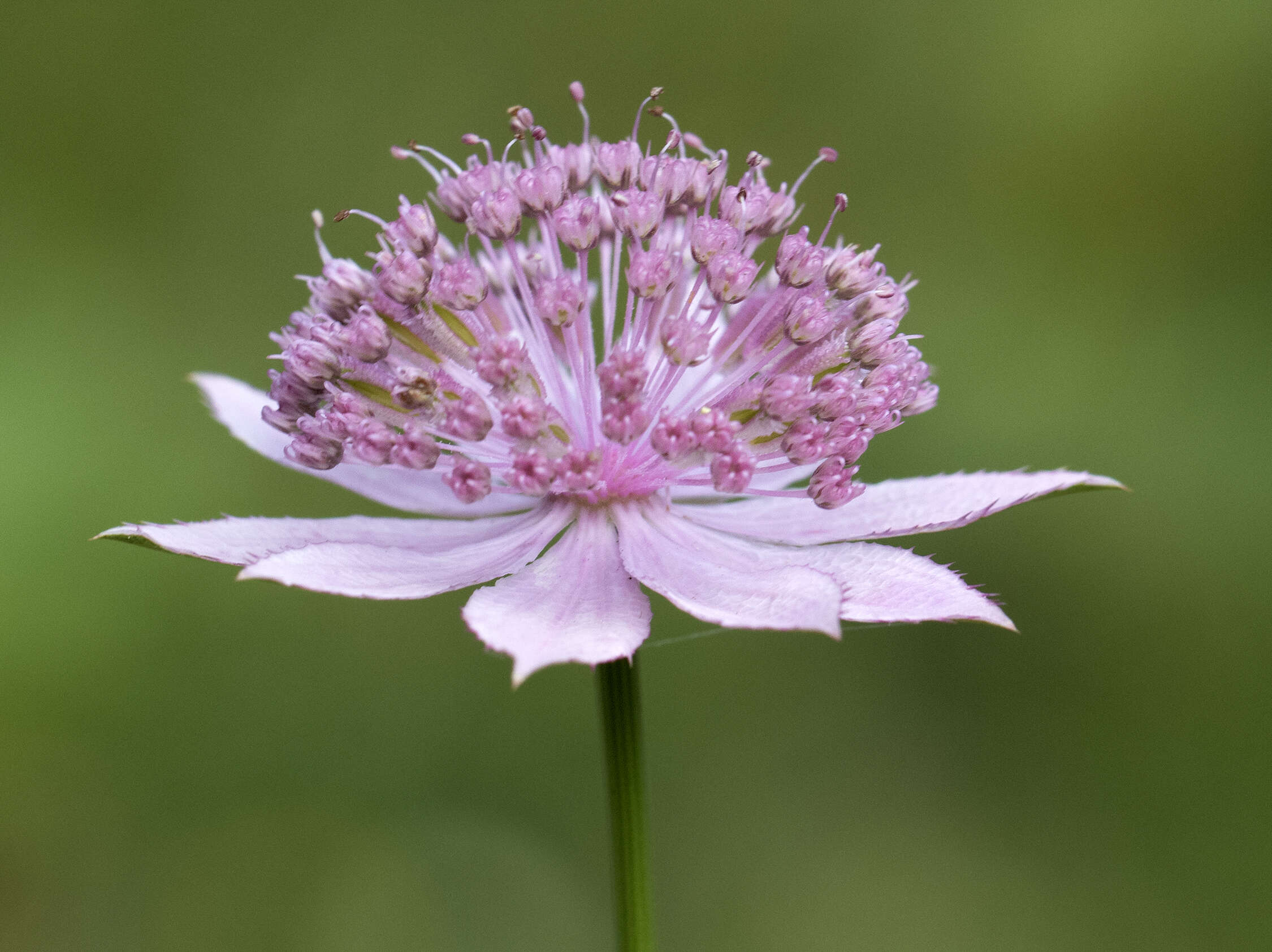 Imagem de Astrantia maxima Pall.