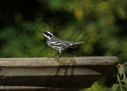 Image of Black-throated Grey Warbler