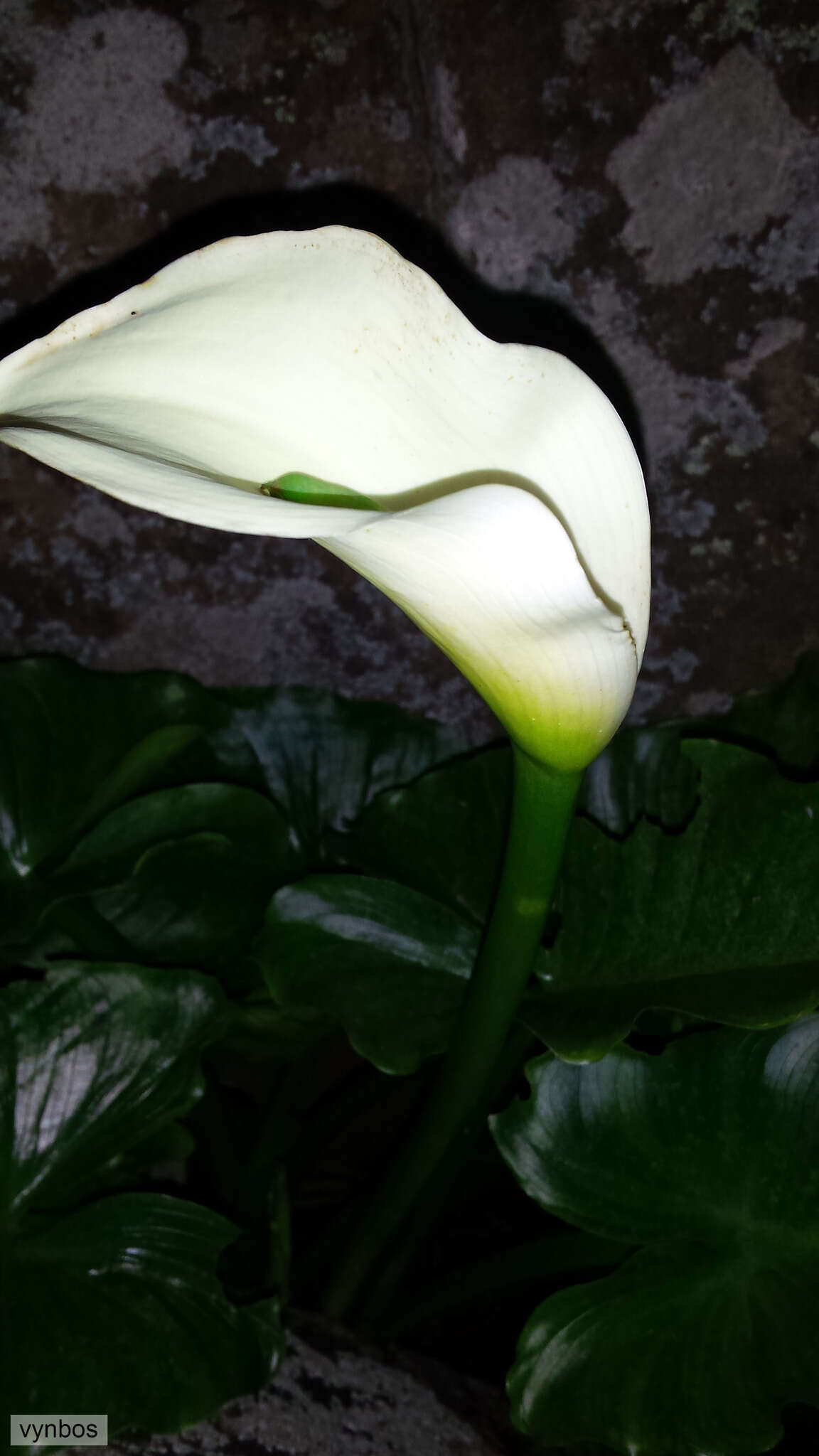 Image of calla lily