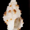 Image of Pseudodaphnella rubroguttata (H. Adams 1872)