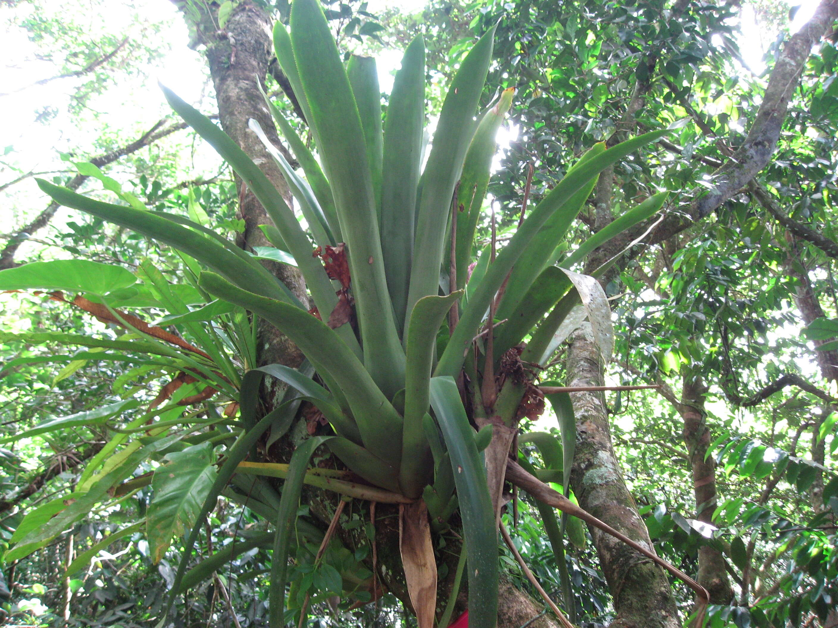 Image de Glomeropitcairnia