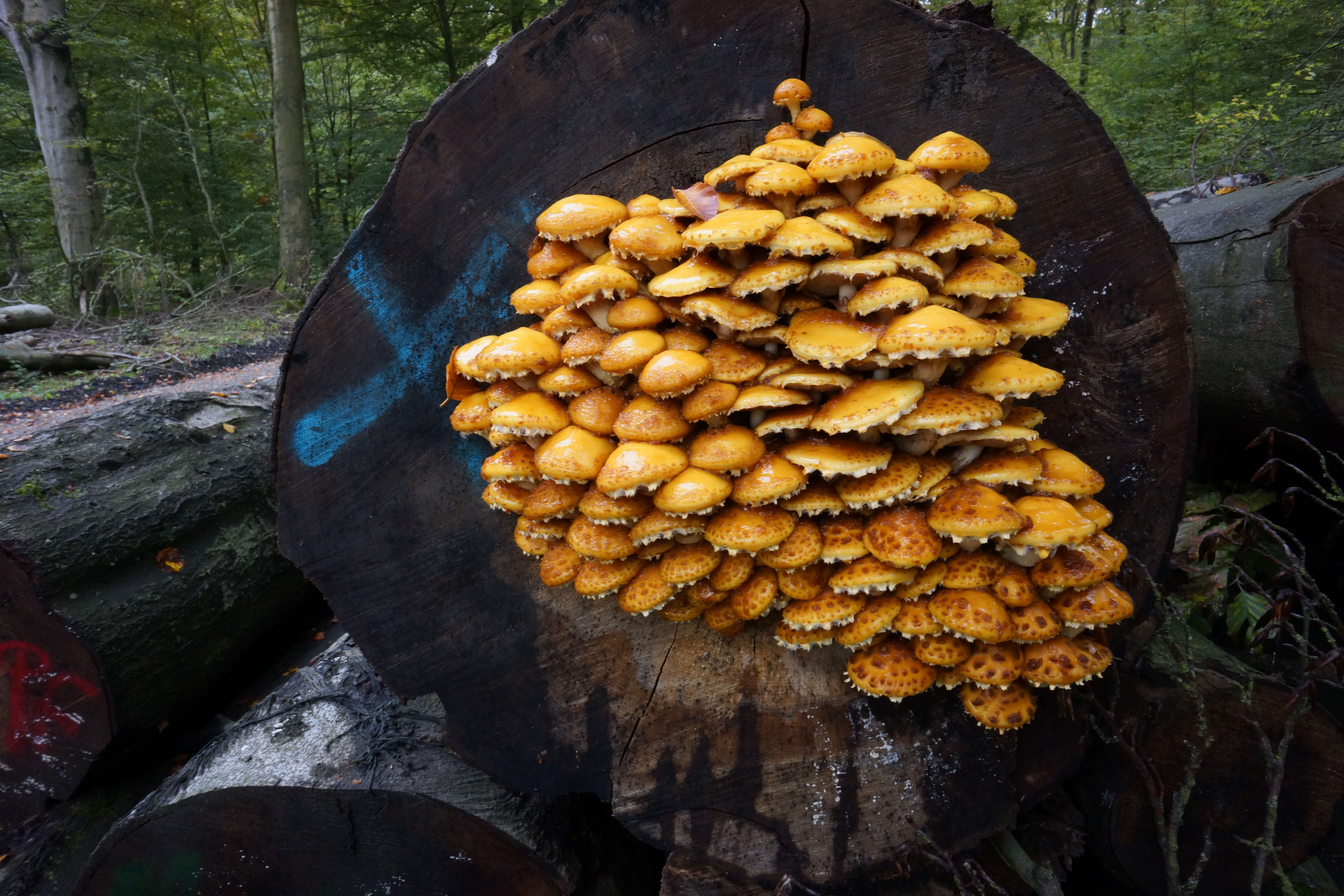 Image of shaggy scalycap