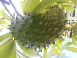 Image of soursop