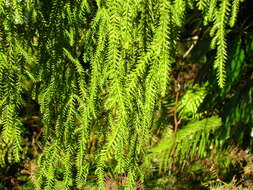 Image of Dacrydium