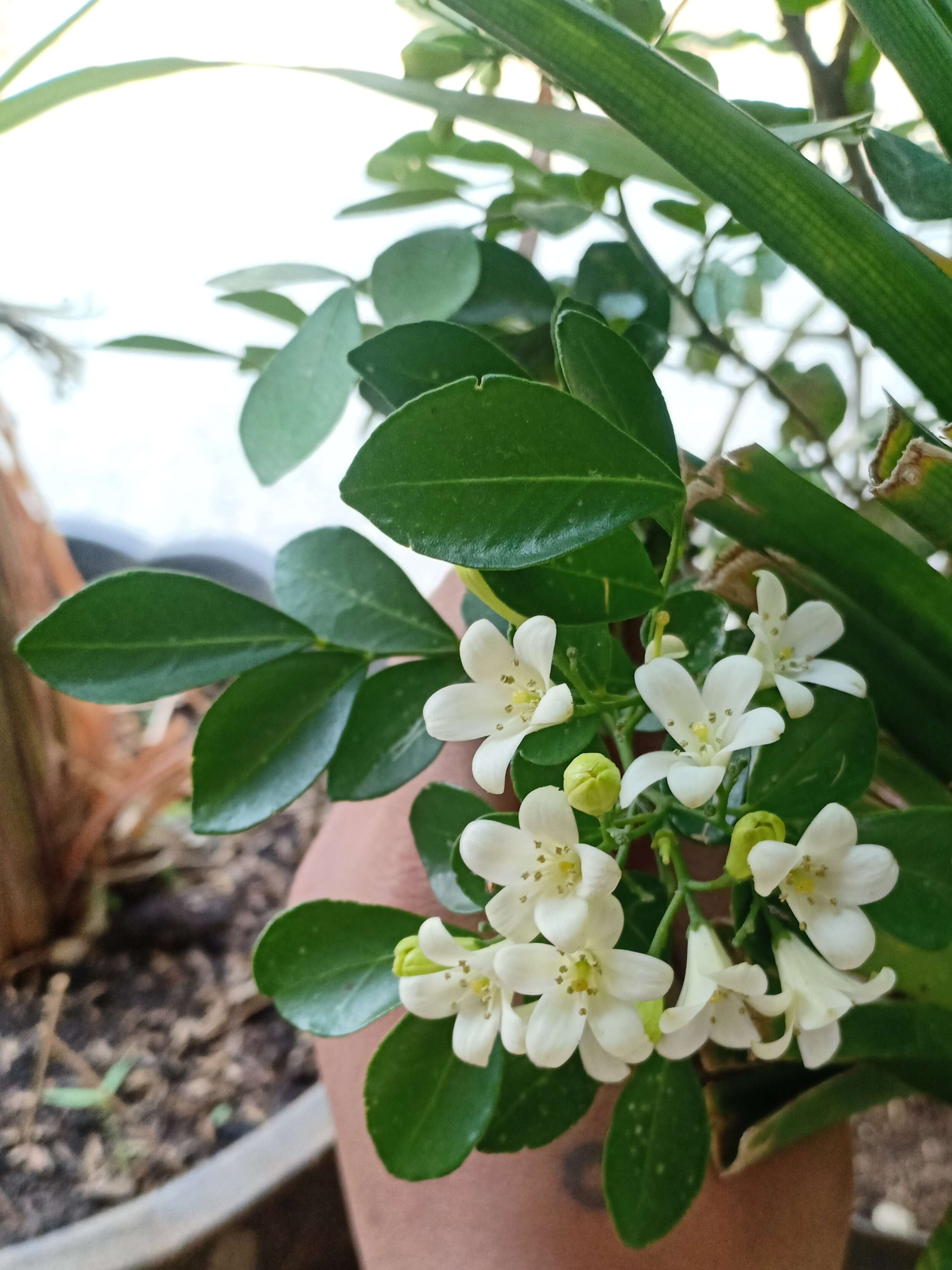 Image of orange jasmine