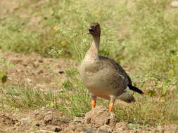 Image of Taiga Bean Goose