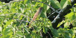 Image of Great Crested Flycatcher