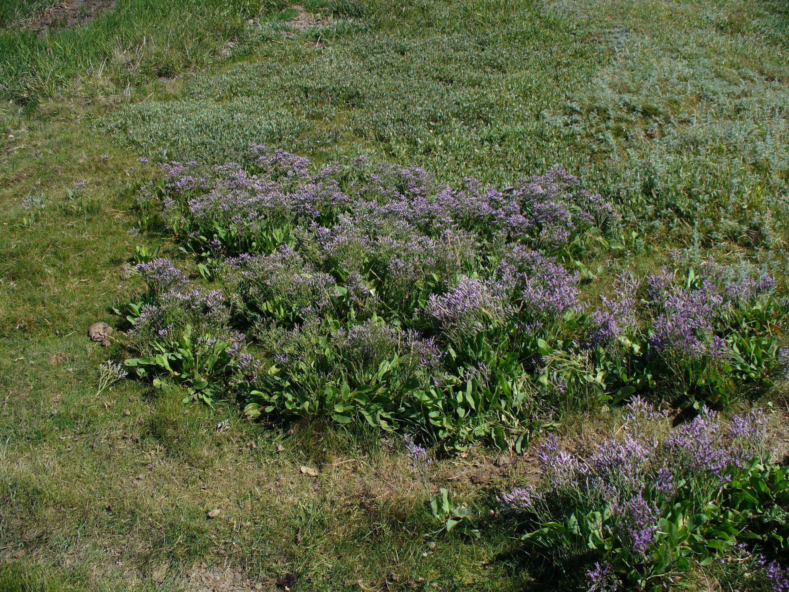 Image of Mediterranean sea lavender