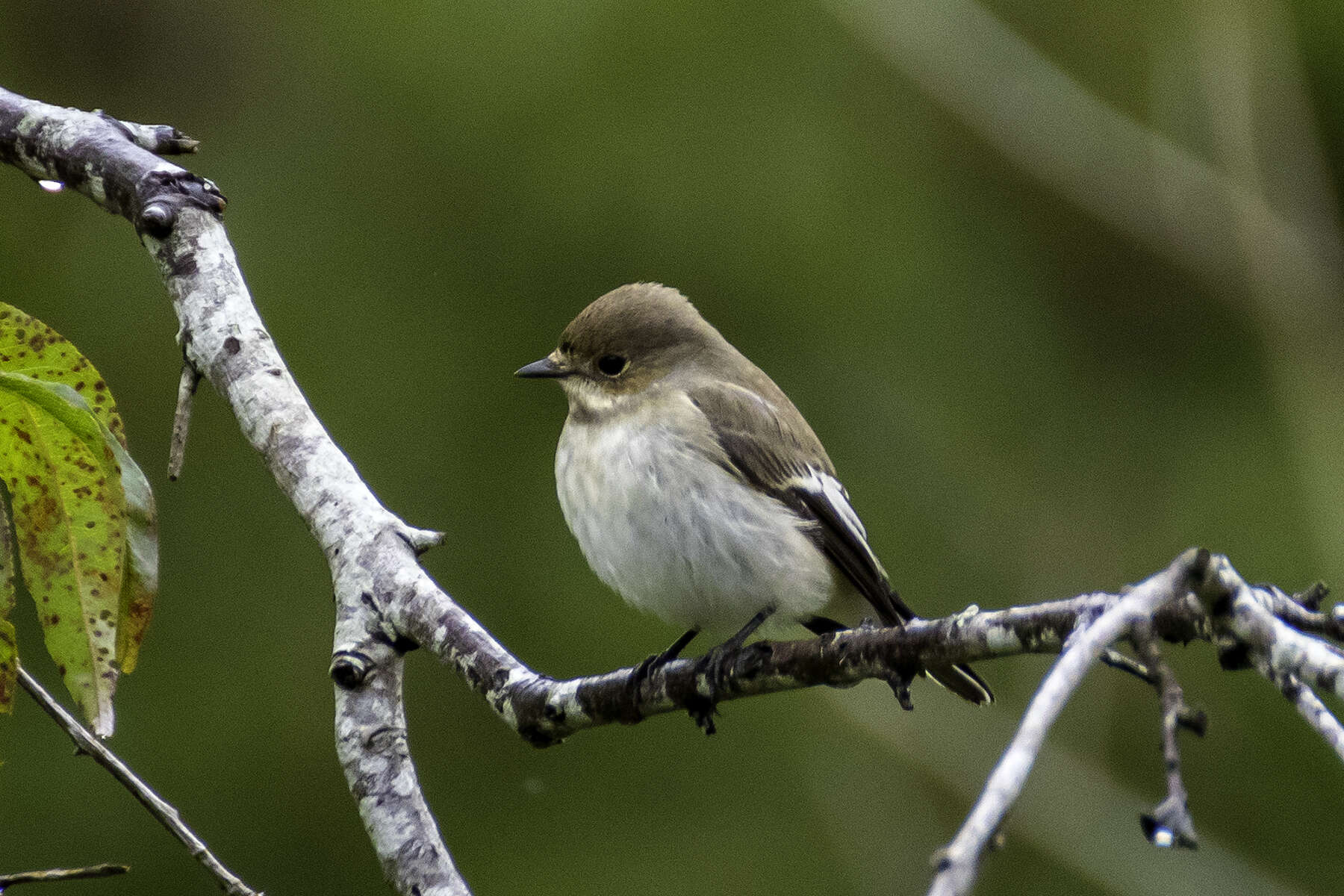 Image of European Pied Flycatcher