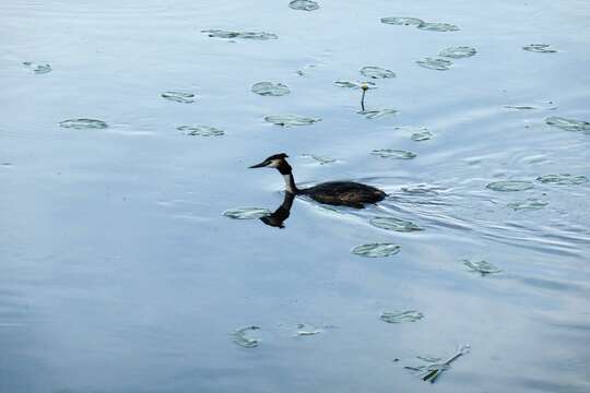 Image of Podiceps Latham 1787