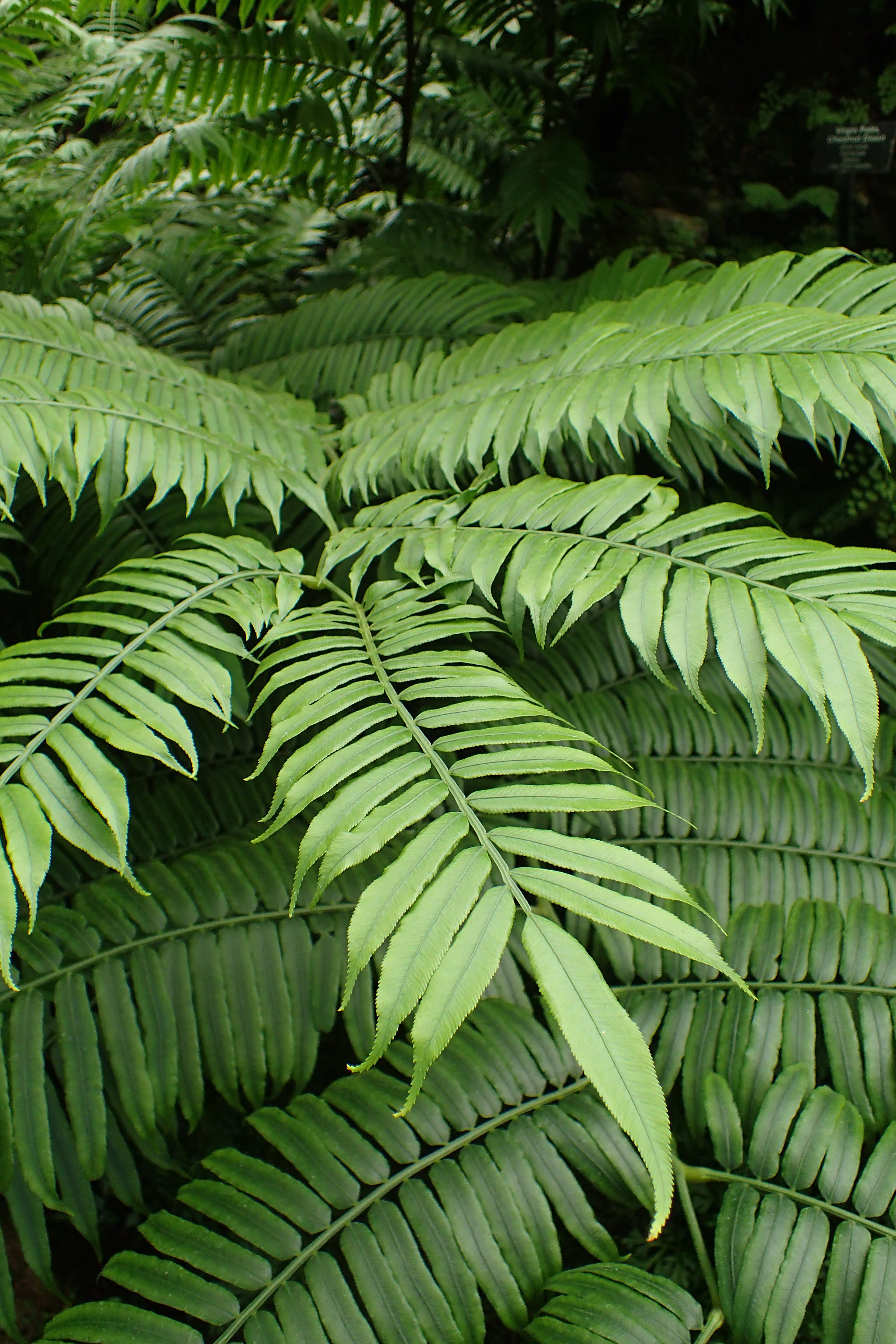 Image of angiopteris fern