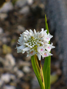 Image of Polystachya neobenthamia Schltr.