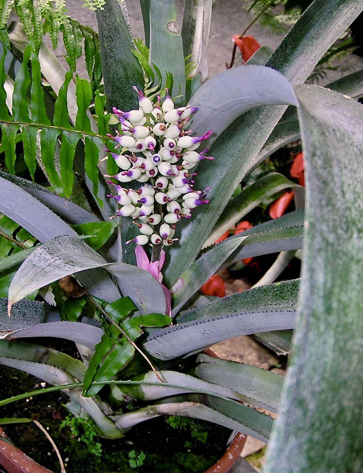 Image of Aechmea castelnavii Baker