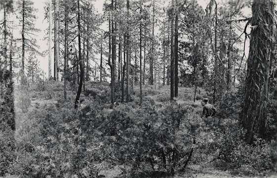 Image of Incense-cedar