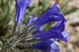 Image of sticky polemonium